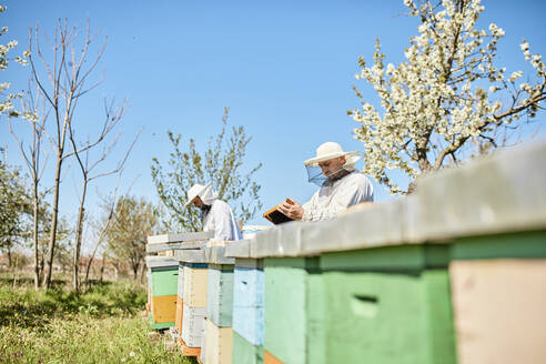 Imker mit Mitarbeiterin bei der Arbeit auf der Bienenfarm - ZEDF04523