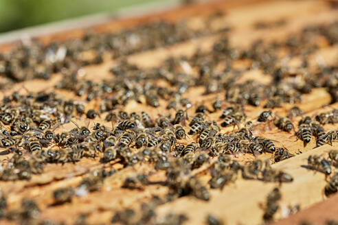 Honigbienen in einem Bienenstock auf einem Bauernhof - ZEDF04524