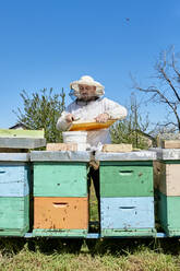 Imker bei der Entnahme von Bienenwachs aus den Honigwaben in einem Behälter auf dem Bauernhof - ZEDF04527