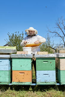 Imker bei der Entnahme von Bienenwachs aus den Honigwaben in einem Behälter auf dem Bauernhof - ZEDF04527