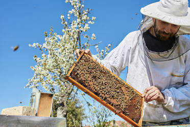 Imker mit Schutzanzug bei der Untersuchung eines Bienenstockrahmens auf einem Bauernhof - ZEDF04528