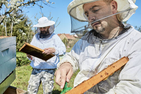 Imker entfernen Wachs aus dem Bienenstock auf dem Bauernhof - ZEDF04529