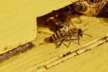 Honey bees on yellow wooden beehive - ZEDF04533