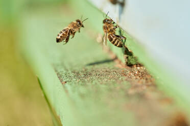 Honigbienen auf grünem Holzbienenstock - ZEDF04536