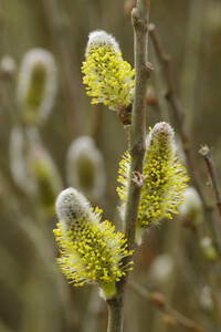 Gelbe Kätzchen (Salix caprea) blühen im Frühjahr - WIF04499