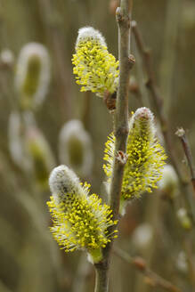 Yellow catkins (Salix caprea) blooming in spring - WIF04499
