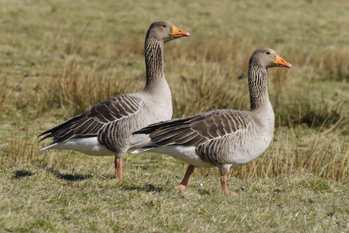 Two greylag geese (Anser anser) standing outdoors - WIF04500