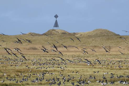 Deutschland, Niedersachsen, Juist, Kolonie von Nonnengänsen (Branta leucopsis) und Blässgänsen (Branta bernicla) im Nationalpark Wattenmeer - WIF04501