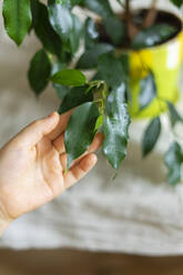 Hand eines Jungen berührt Zimmerpflanze Blatt zu Hause - SEAF00856