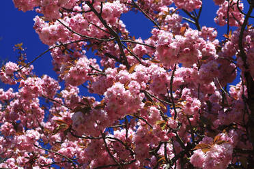 Zweige eines rosa blühenden Kirschbaums - JTF02033