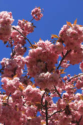 Zweige eines rosa blühenden Kirschbaums - JTF02034