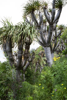 Drachenbäume im Wald, Gran Canaria, Kanarische Inseln, Spanien - PSTF01017