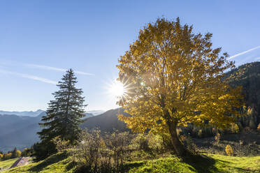 Deutschland, Bayern, Sonnenschein über herbstlich gefärbten Bäumen in den Chiemgauer Alpen - FOF13125