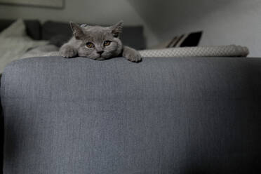 Gray cat looking away and lying on sofa in living room - FLLF00651