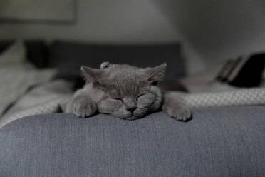 British shorthair cat sleeping on sofa at home - FLLF00652