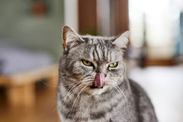 Katze streckt zu Hause die Zunge heraus - FMKF07468