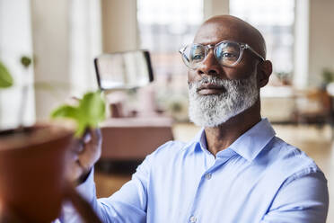 Scientist with eyeglasses examining plant at home - FMKF07539