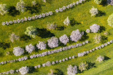 Deutschland, Baden-Württemberg, Neidlingen, Luftaufnahme von blühenden Obstbäumen im Frühling - WDF06934