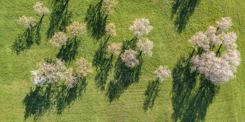 Deutschland, Baden-Württemberg, Neidlingen, Luftaufnahme von blühenden Obstbäumen im Frühling - WDF06935