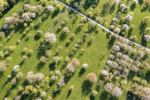 Deutschland, Baden-Württemberg, Neidlingen, Luftaufnahme von blühenden Obstbäumen im Frühling - WDF06937