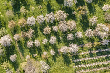 Deutschland, Baden-Württemberg, Neidlingen, Luftaufnahme von blühenden Obstbäumen im Frühling - WDF06938