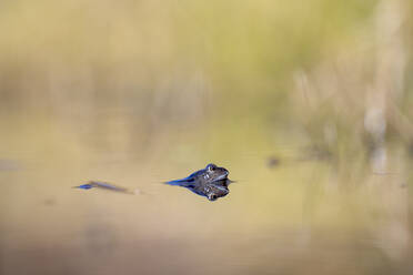 Common frog swimming in water - MJOF01925