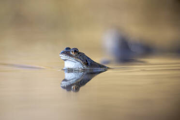 Common frog swimming in lake - MJOF01926