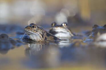 Frösche schwimmen gemeinsam im See - MJOF01927