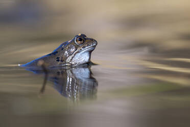 Rana Temporaria schwimmt im See - MJOF01928