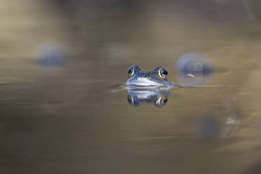 Rana Temporaria swimming in water - MJOF01929