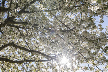 Die Sonne scheint durch die weißen Zweige des blühenden Kirschbaums - ASCF01690
