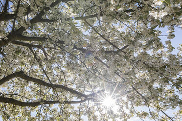 Sun shining through white branches of blossoming cherry tree - ASCF01690