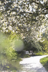 Fußweg und zwei leere Bänke in einem frühlingshaften Park mit weißen Kirschblüten im Vordergrund - ASCF01691