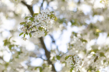 Weißer Zweig eines blühenden Kirschbaums - ASCF01692