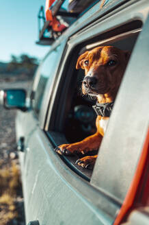 Seitenansicht des gerade aufgewachten Hundes, der aus dem geöffneten Autofenster am frühen Morgen während eines Campingabenteuers zur Erkundung der Natur schaut - ADSF34683