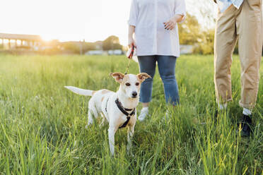 Ehepaar mit Hund im Gras stehend in der Natur - MEUF05374