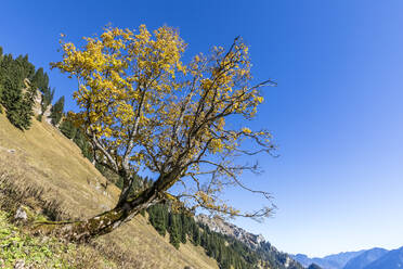 Schräg wachsender Baum auf einem Bergkamm in den Ammergauer Alpen - FOF13171