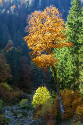 Herbstwald in den Ammergauer Alpen - FOF13172