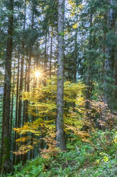 Sun shining through branches of forest trees in Ammergau Alps - FOF13175