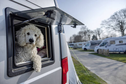 Cute Poodle sitting in camper van on sunny day - JATF01349