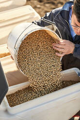 Farmer pouring soybean seeds in seeder machine - NOF00501