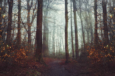 Forest footpath at foggy autumn dawn - DWIF01203