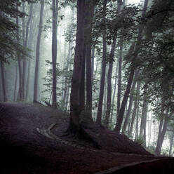 Forest footpath at foggy autumn dawn - DWIF01204