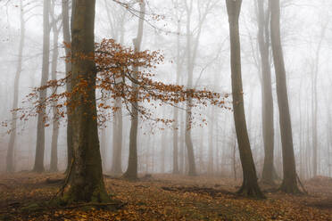 Beech forest on foggy autumn day - DWIF01206