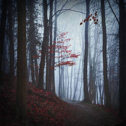 Autumn forest on foggy morning - DWIF01207