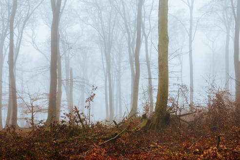 Herbstwald am nebligen Morgen - DWIF01208