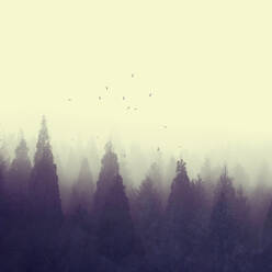 Flock of birds flying over forest trees shrouded in thick fog - DWIF01209