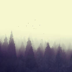 Vogelschwarm fliegt über Waldbäume, die in dichten Nebel gehüllt sind - DWIF01209