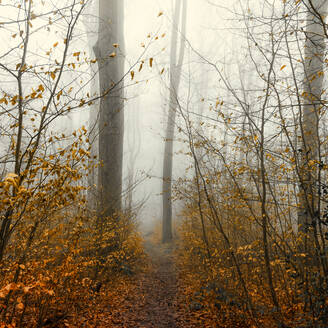 Fußweg im herbstlichen Wald, eingehüllt in dichten Nebel - DWIF01210
