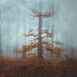 Kleine Buche im nebelverhangenen Herbstwald - DWIF01211